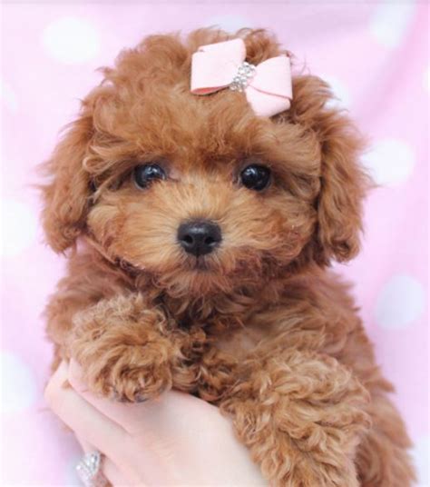 Beautiful Puppy Picture Of Little Light Brown Toy Poodle Dog