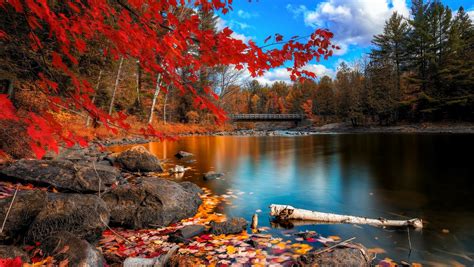 1360x768 Fall Foliage Laptop Hd Hd 4k Wallpapers Images Backgrounds