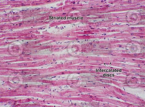 Cardiac Muscle Tissue Under Microscope