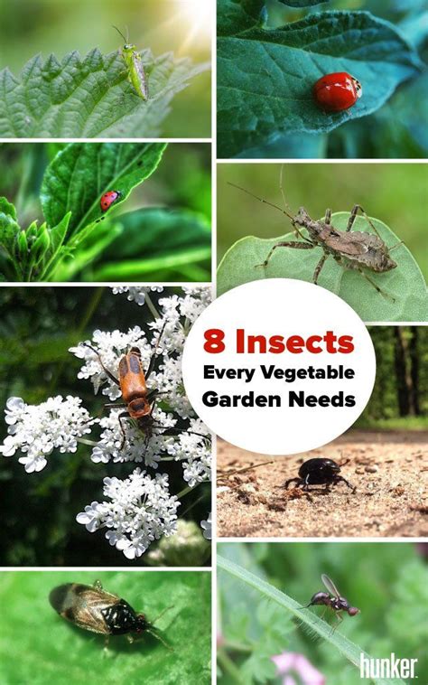 8 Beneficial Insects Every Vegetable Garden Needs Garden Pests