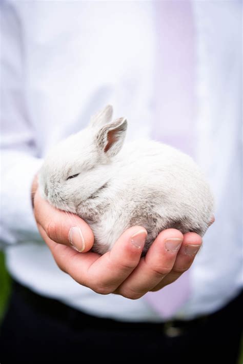 How To Care For Pet Rabbits Cotnens