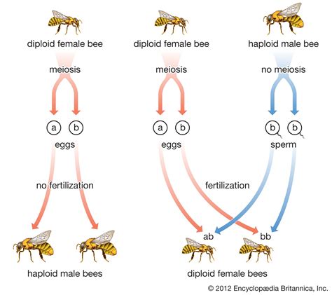 Hymenopteran Social Parasitic Pollinators Britannica
