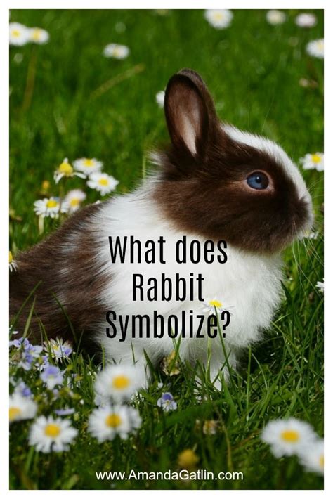 Discover What Animal Totem Rabbit Symbolizes What Is The Meaning Of