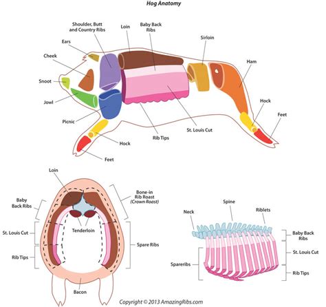 Anatomy of the pelvic girdle better manage your patients with pelvic girdle dysfunction together these muscles form a column, known as the erector spinae these muscles run up and down over the lower ribs and thorax (the rib cage). Analysis: Easier Meat Labels? My Butt | HuffPost
