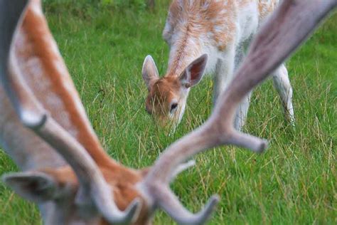 They're just not as good a deer are afraid of what is new, so if you're out there a lot, they'll be less scared, but still unlikely to approach. What Plants Do Deer Eat - Avoid These At All Costs!