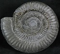 2.8" Dactylioceras Ammonite - UK (#24026) For Sale - FossilEra.com