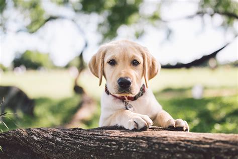 Welcome to affordable pet vaccines online pharmacy. Affordable Vaccine Shots for Dogs and Puppies | THRIVE Vet