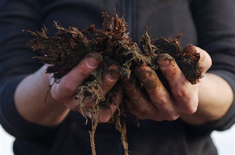 Soil Health Is Affected By Industrial Agriculture Foodprint