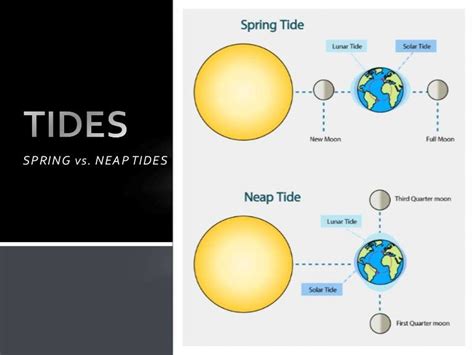 Explain The Differences Between Spring And Neap Tides Bryanna Has Ferrell