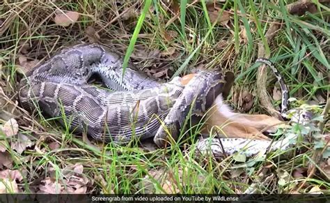 viral video python swallows a whole deer within seconds internet puzzled business league