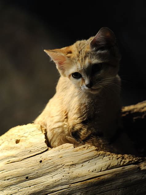 Sand Cat Sand Cat Cats Small Wild Cats