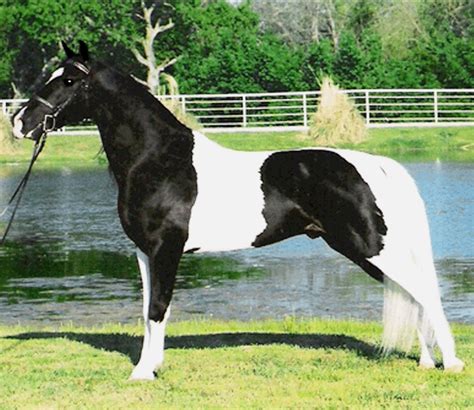 Horse Breed Spotted Saddle Horse