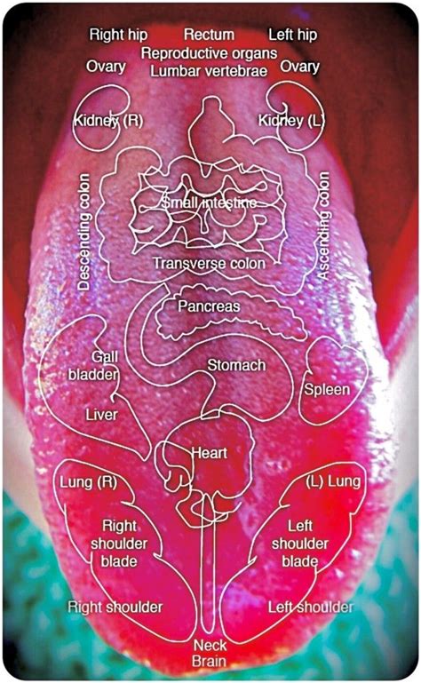 Diagnostic Tongue Maps Tongue Health Health Chart Health Tips