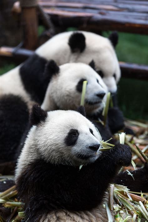 But they do branch out, with about 1% of their diet comprising other plants and even meat. Where Do Pandas Really Live? Check This Out!