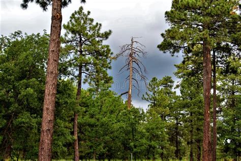 Landscape At Woods Canyon Lake Coconino County Arizona United States