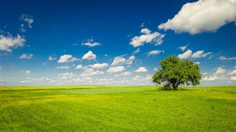 One Tree On Green Field And Blue Sky In Summer Stock Image Image Of
