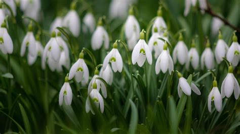 Wallpaper Snowdrop Flowers Plant Macro White Hd Picture Image
