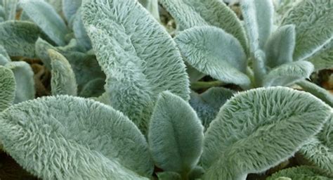 See more ideas about elephant ears, plants, elephant ear plant. Lamb's Ears: Grow a Potent Antibacterial Bandage in Your ...