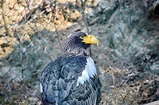 Eagle Haliaeetus Pelagicus Isolated Portrait Large Birds Stock Image ...