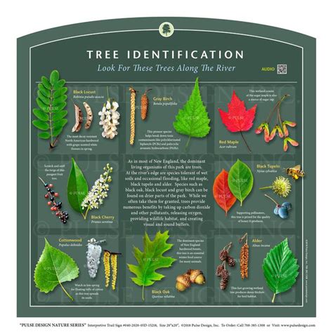 Tree Leaf Identification Mushroom Identification Pecan Tree Apple Tree Tree Leaves Plant