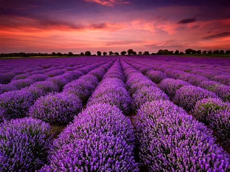 Lavender Fields In Virginia