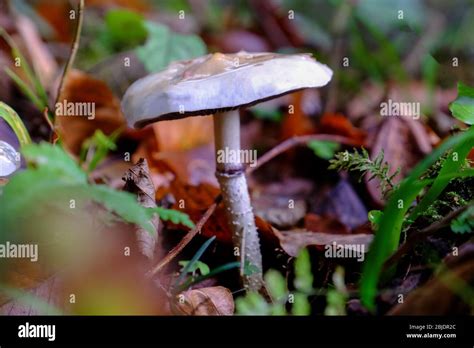 Non Edible Mushroom In A Forest Stock Photo Alamy