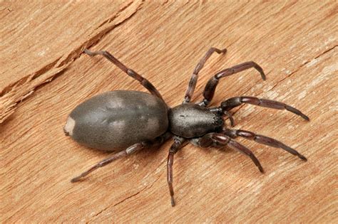 The 10 Most Dangerous And Venomous Spiders In Australia