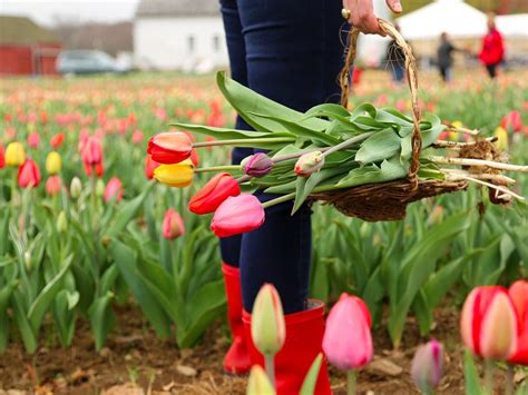Wicked Tulips Flower Farm In Exeter Celebrates Opening Weekend Exeter