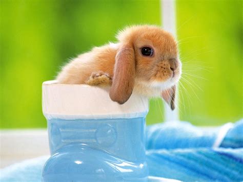 Wallpapers Funny Rabbit Wallpapers