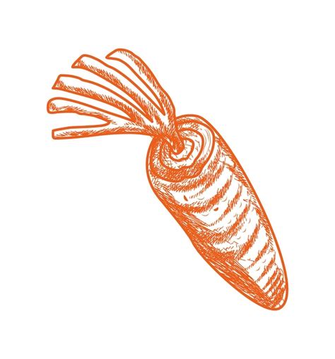 Premium Vector Carrot Hand Drawn Food Icon