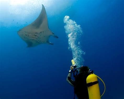 10 Scary Animals That Are Mostly Harmless Scary Animals Manta Ray