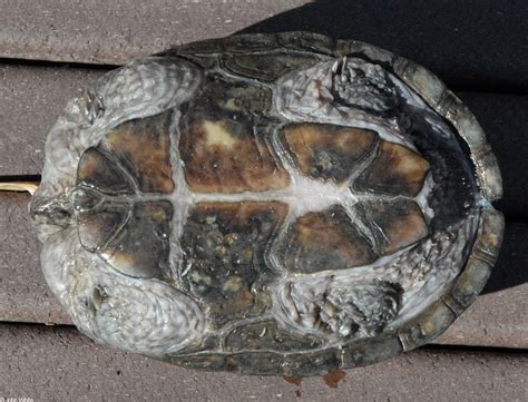 Eastern Musk Turtle