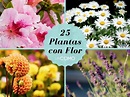25 nombres de PLANTAS con FLORES - ¡Y sus cuidados!