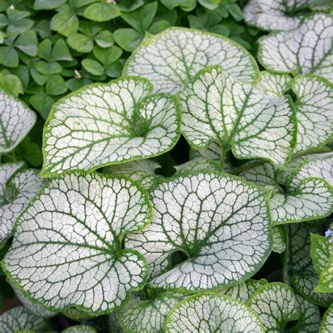 Plant profile of brunnera macrophylla 'jack frost' on gardenersworld.com. Brunnera 'Jack Frost' | TERRA NOVA® Nurseries, Inc.