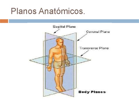 Conceptos Básicos De Anatomía Y Fisiología