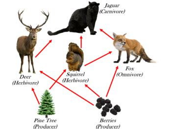 Due to this, many trophic levels get interconnected. Terrestrial Food Chain Examples - Food Ideas