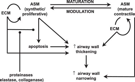Summary Of Proposed Mechanisms That Modulate Interactions Between The