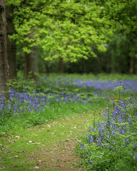 Shallow Depth Of Field Landscape Of Vibrant Bluebell Woods In Sp Poster