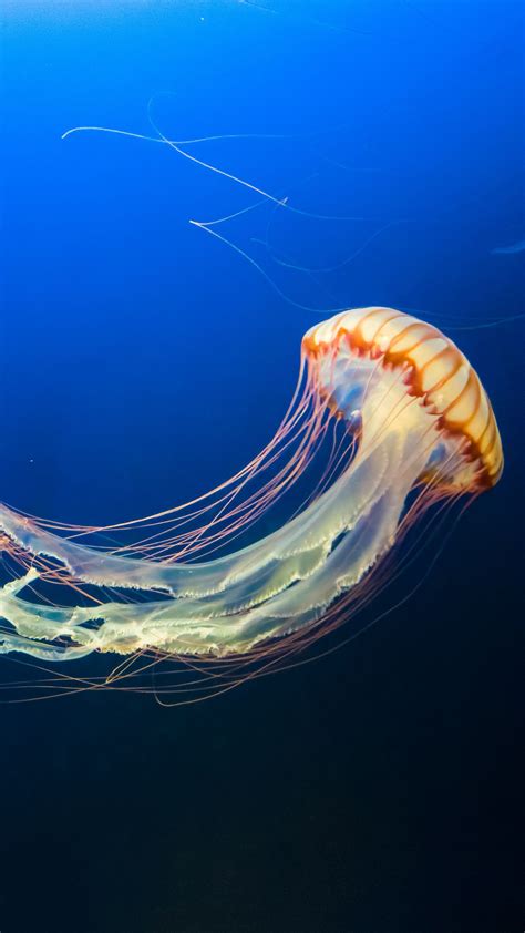 Download Wallpaper 1350x2400 Jellyfish Underwater World Tentacles