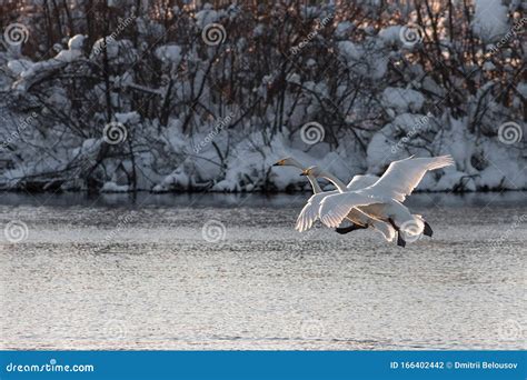 Swan Flies Over The Lake Stock Photo Image Of Animal 166402442