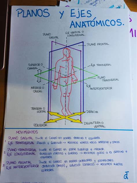 √ Planos Y Cortes Anatomicos Veterinaria Cachos E Outras Ondas