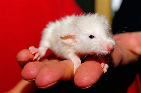Top 15 Fascinating Cutest Baby Animals Of All Time