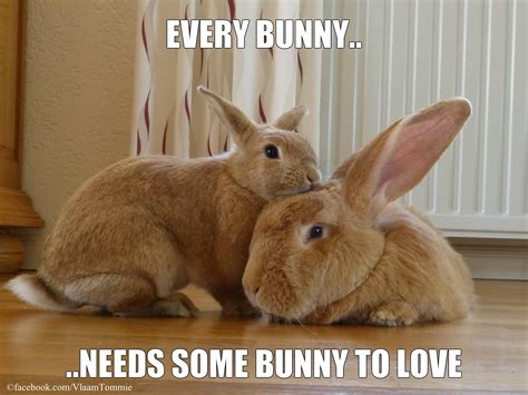 every bunny needs some bunny to love jack rabbit bunny rabbit bunny pictures bunny pics