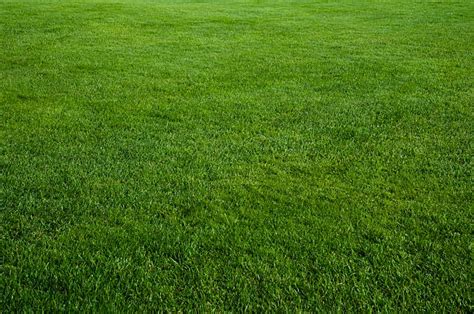 Green Grass Stock Photos Pictures And Royalty Free Images Istock
