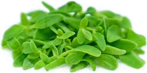 Micro Iceplant Information Recipes And Facts