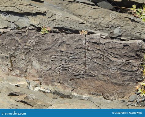 Fossil Tree Bark Stock Photo Image Of Looked Cottonwood 75927058