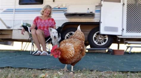 Chicken Hitches Caravan Ride From Margaret River Community News
