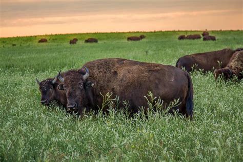 Tallgrass Prairie Preserve Greg Disch Photography