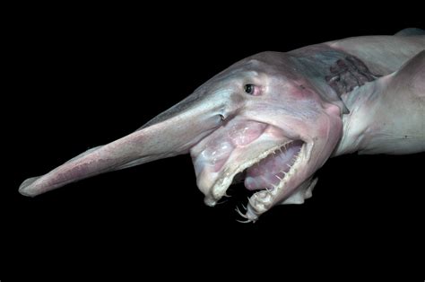 21 Creatures From The Deep Sea That Will Absolutely Give You Nightmares