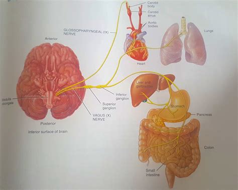 The Vagus Nerve What Is It And Why Is It Important The Academy Of Systematic Kinesiology